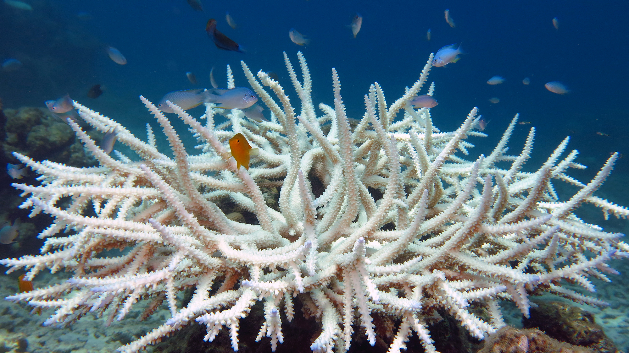 A korallok a hőmérséklet emelkedésére és más környezeti stresszhatásokra kifehéredéssel reagálnak