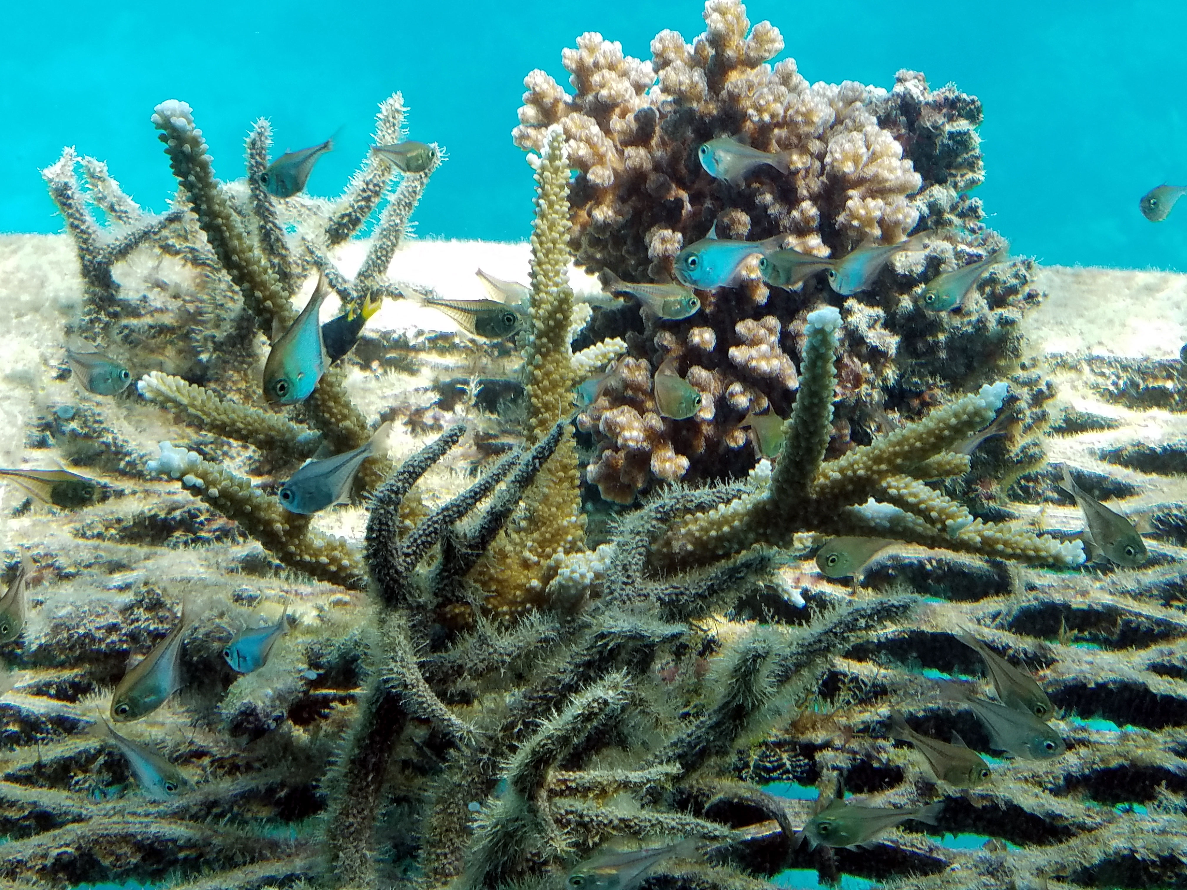 A Nagy-korallzátony 91 százalékát megtámadta a korallfehéredés
