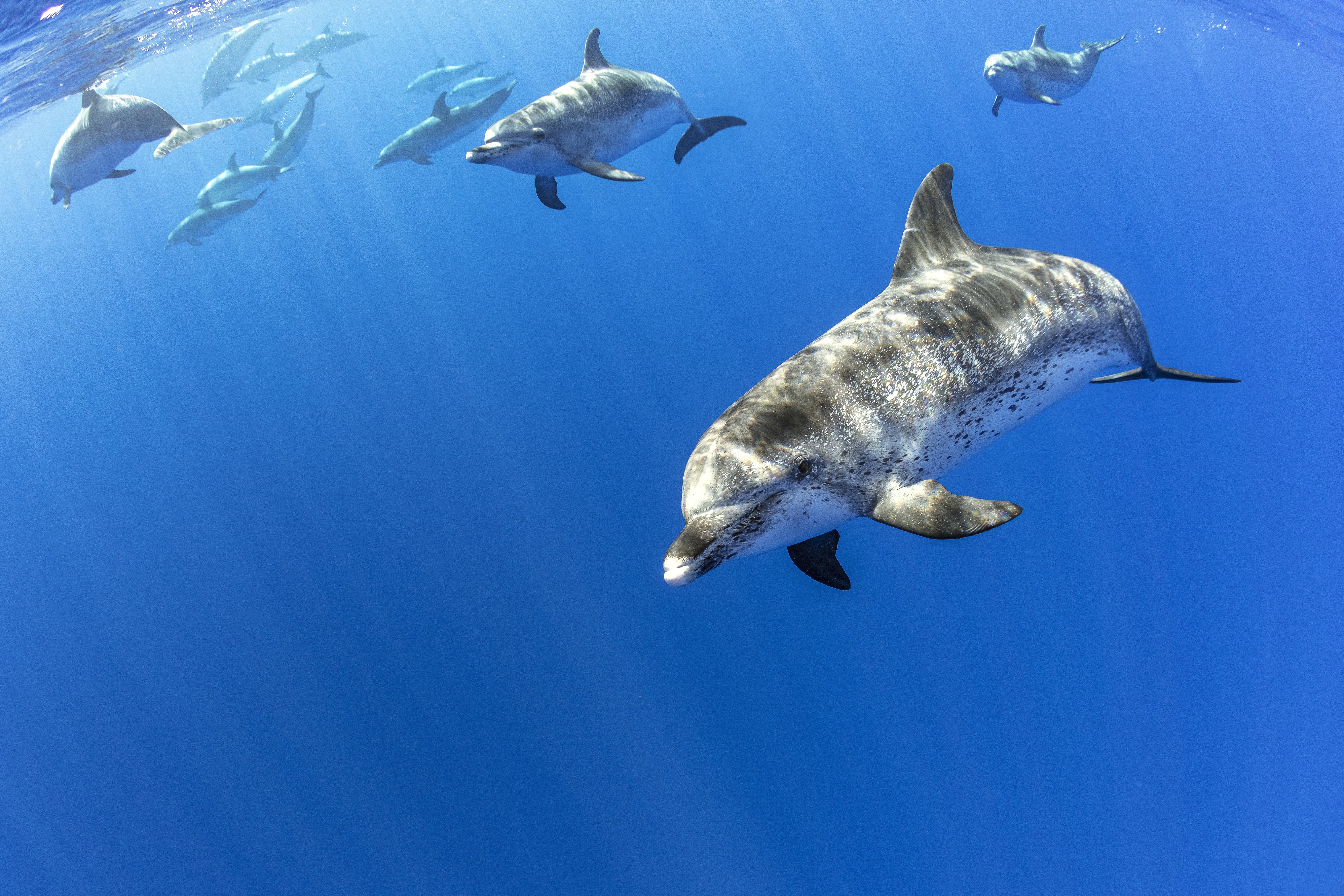 Atlanti delfinek az Azori-szigeteknél.