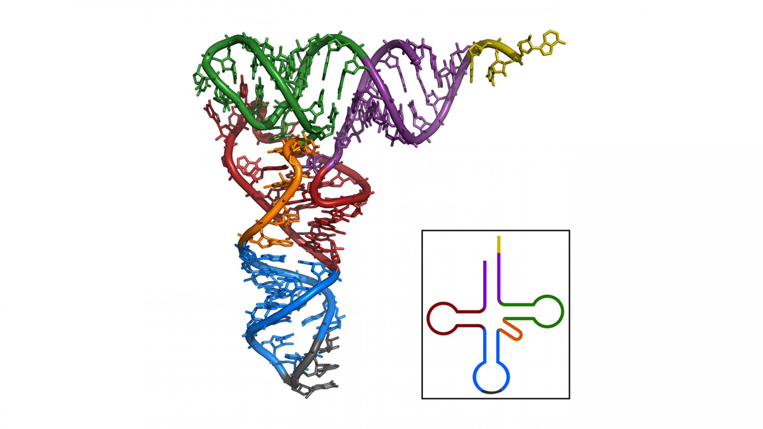 Рнк бактерии. Спираль РНК. МРНК рисунок. Транспортная РНК макет. РНК анимация.