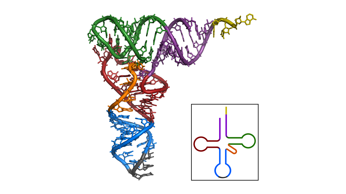 La estructura tridimensional y bidimensional del ARN de transferencia (ARNt), que desempeña un papel clave en la síntesis de proteínas.