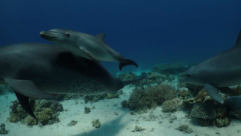 A delfinek megtanítják a fiatal egyedeknek a korallos bőrápolást