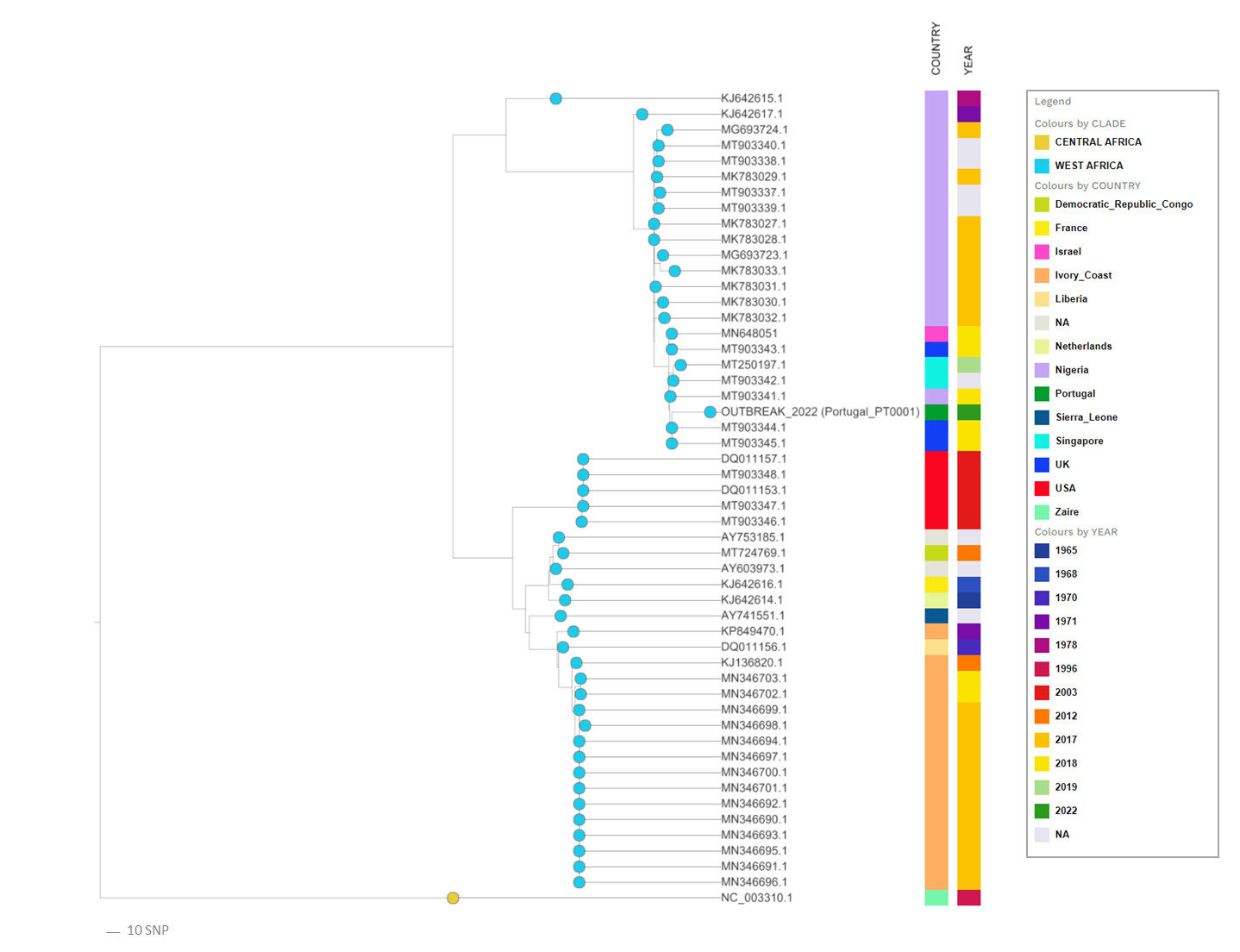 52 majomhimlő vírus evolúciós rokonsági kapcsolatait feltáró filogenetikai fa, benne a jelenlegi járványkitörést okozó, Portugáliában megszekvenált törzzsel