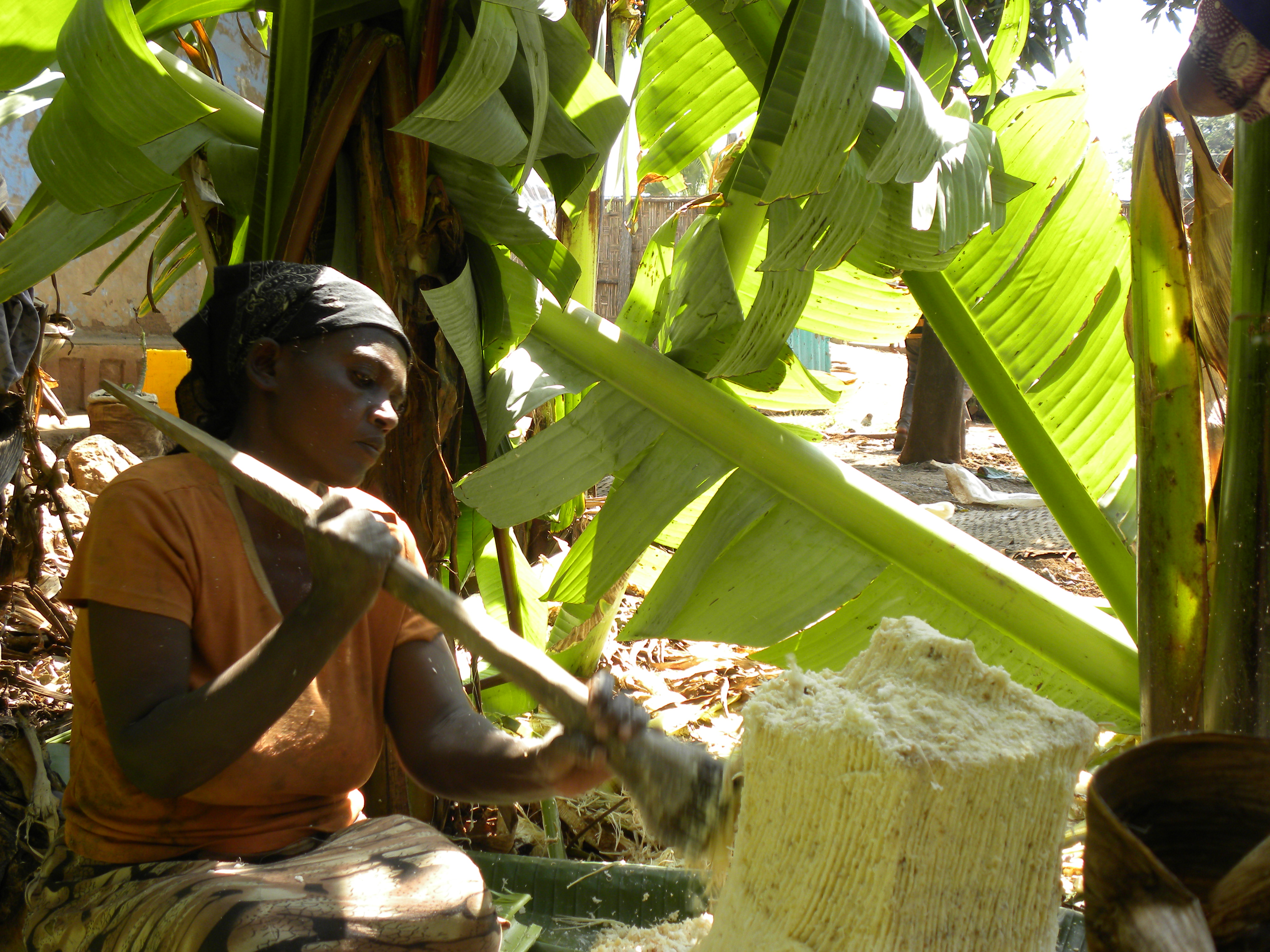A hamis banán gyökerének hagyományos feldolgozása Etiópiában