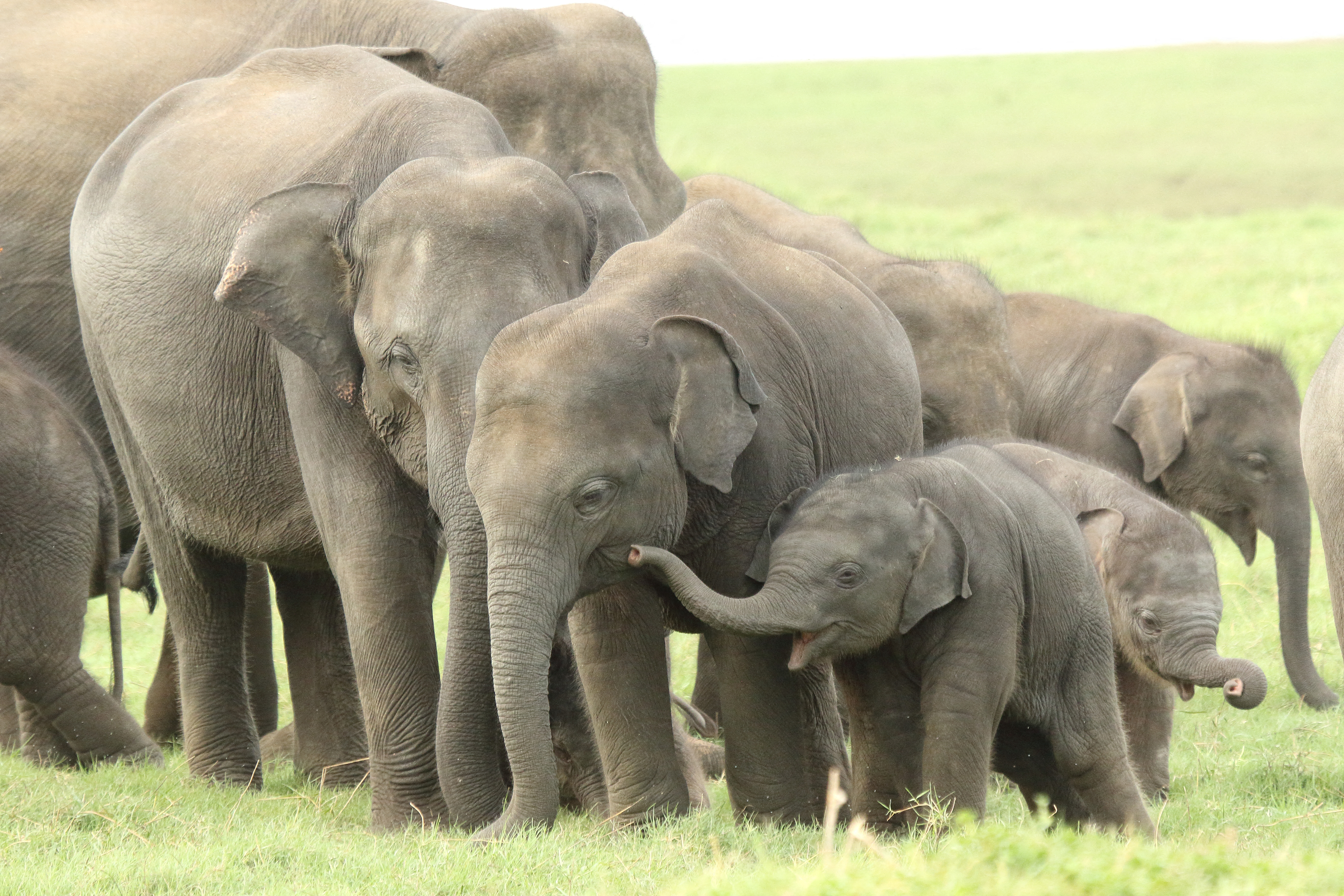 Az ázsiai elefántok ugyanúgy gyászolnak, mint afrikai rokonaik  és a főemlősök