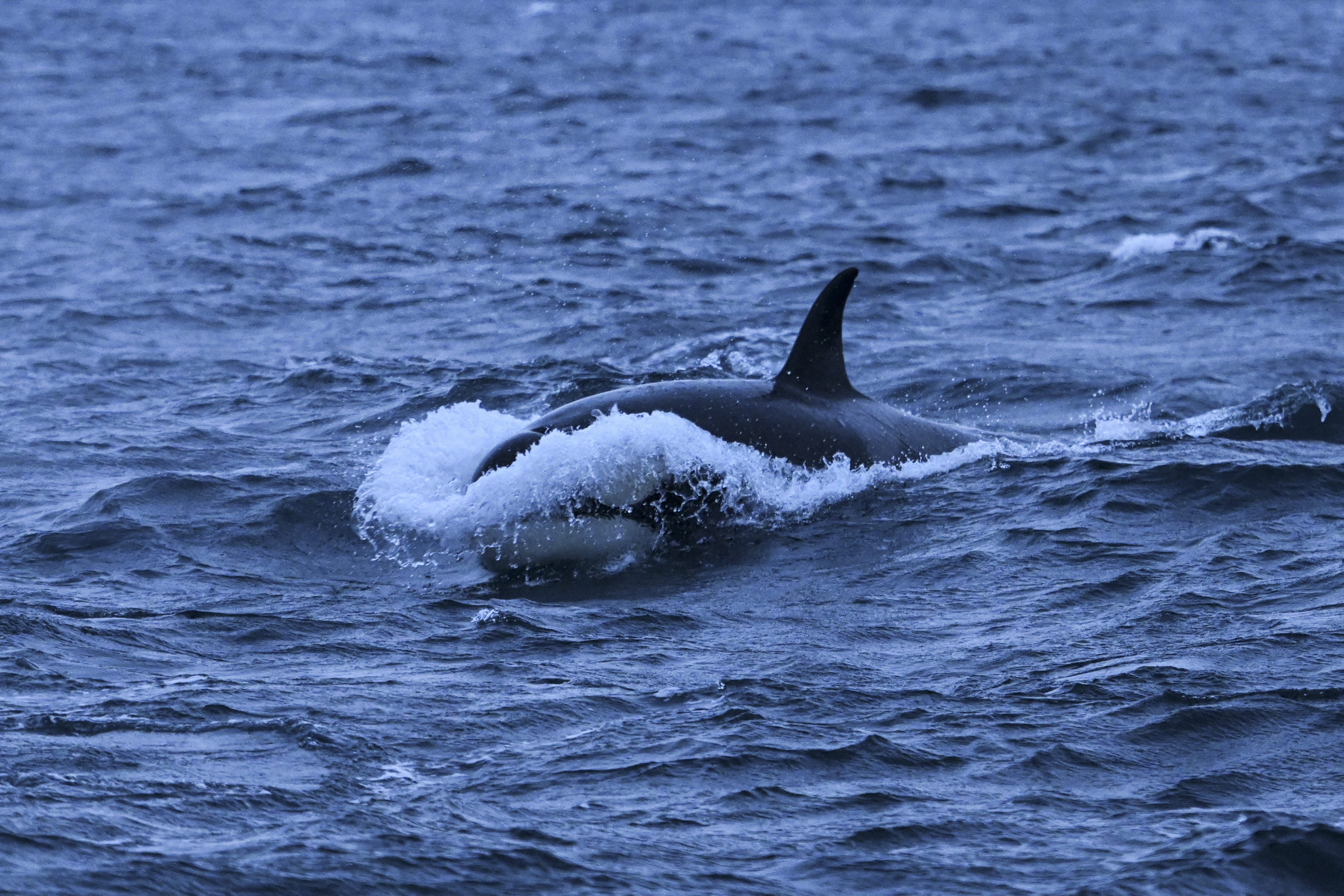 Elaltatják a Szajnába tévedt kardszárnyú delfint