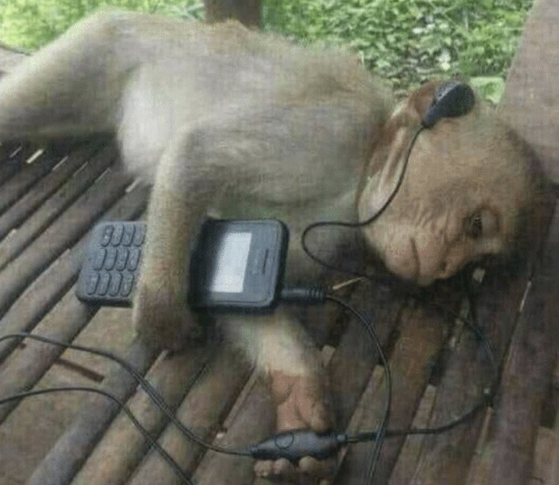 Ha választani kell, a majmok inkább zenét hallgatnak, mint hogy a képernyőt bámulják