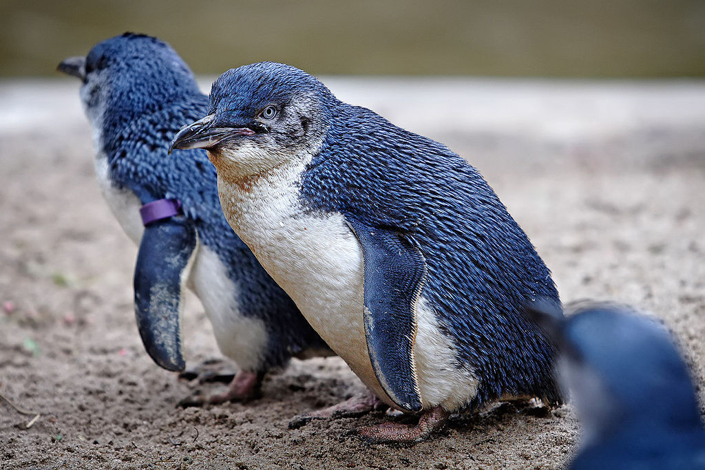 Kiderült, miért lepték el apró pingvindögök százai Észak-Új-Zélandot: mindannyian éhen haltak