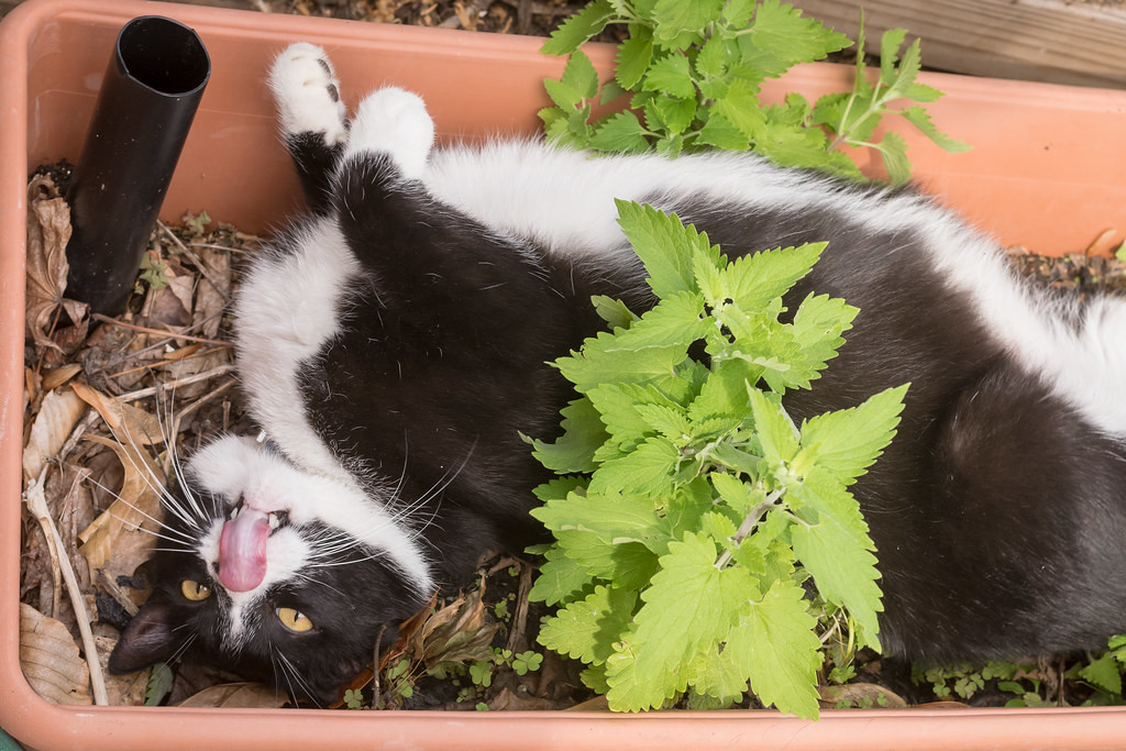 Japán kutatók kiderítették miért őrülnek meg a macskafélék az illatos macskamentától