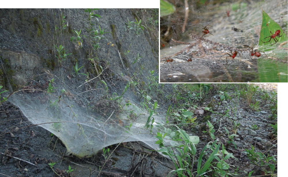 Pókokkal modellezték magyar ökológusok, hogyan alakítja a környezet a társas viselkedést
