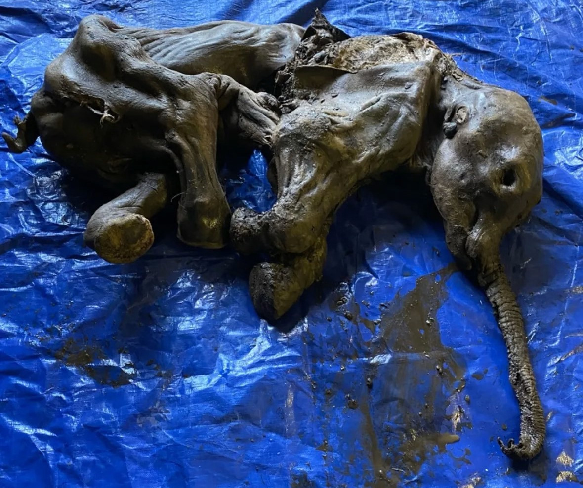 Mamutbébi, barlangi oroszlán, gyapjas orrszarvú – sorra kerülnek elő a több tízezer éves, lélegzetelállító leletek az örök fagy fogságából