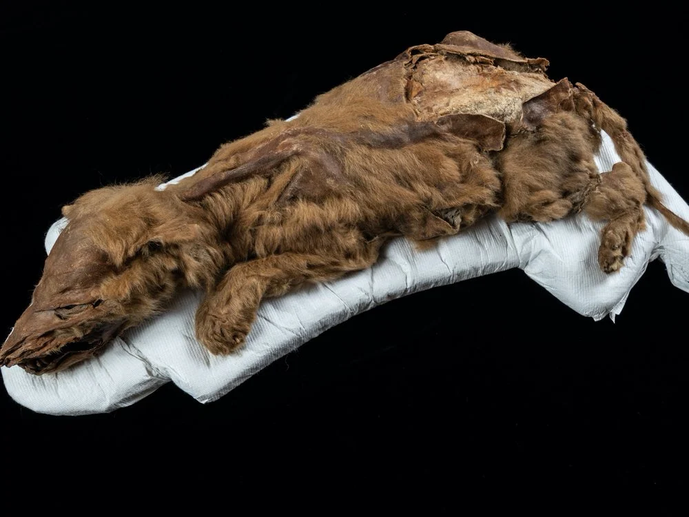 A hét hetes kölyökfarkas, Zhúr mumifikálódott maradványai