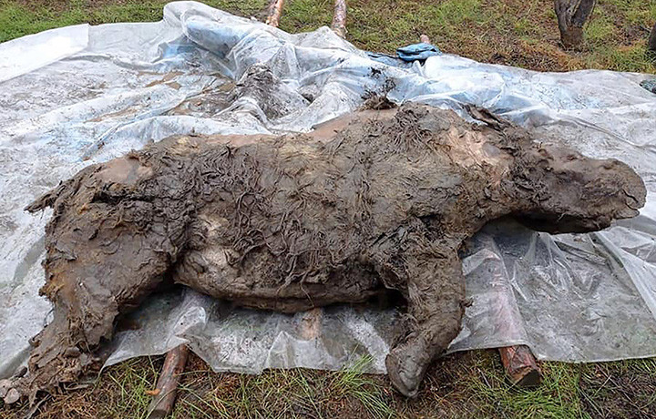 A szibériai Tirekhtyakh-folyó mellett megtalált gyapjas orrszarvú