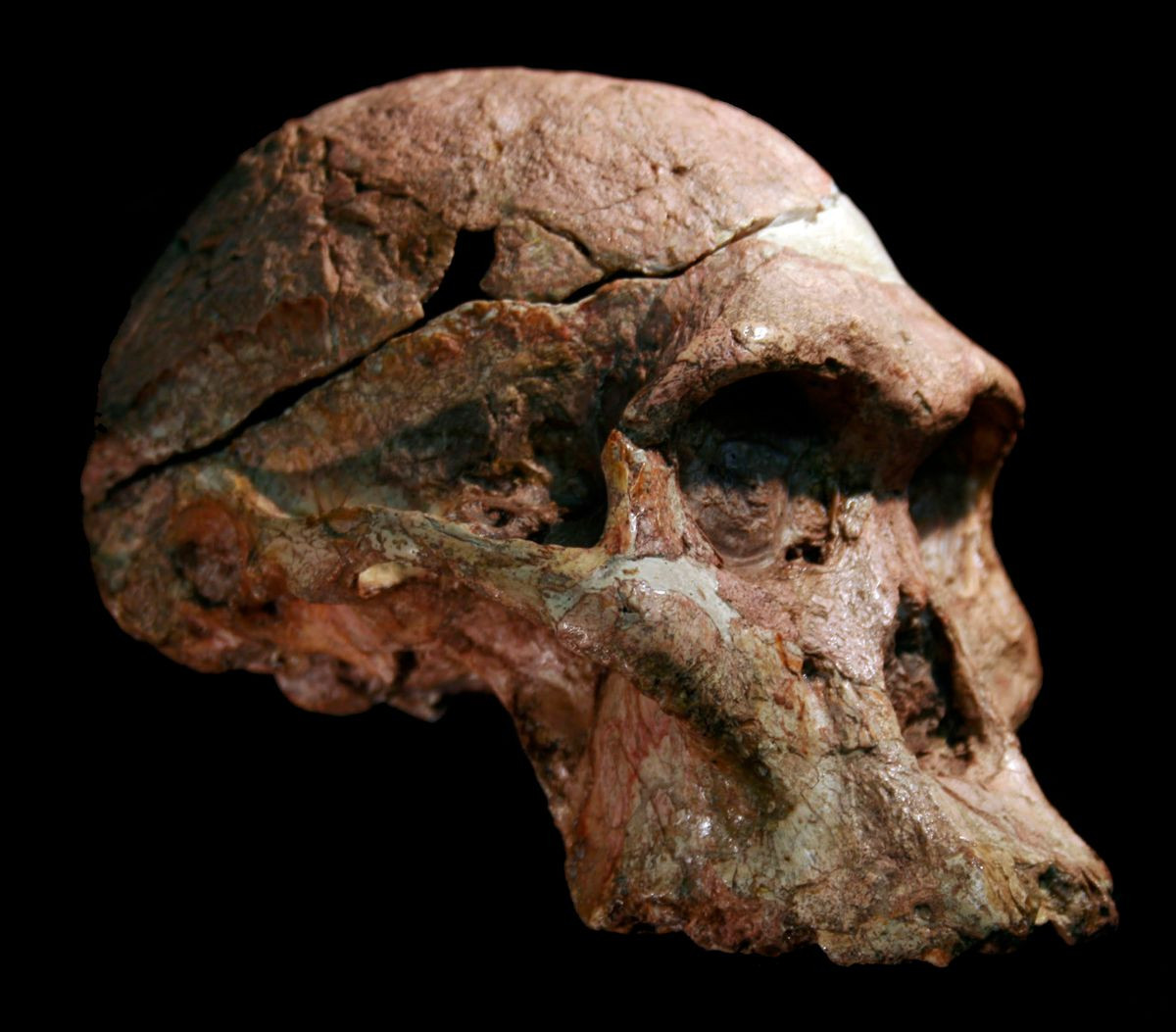 1 millió évvel öregebbek az emberiség bölcsőjéből előkerült legősibb leletek, mint azt eddig gondolták