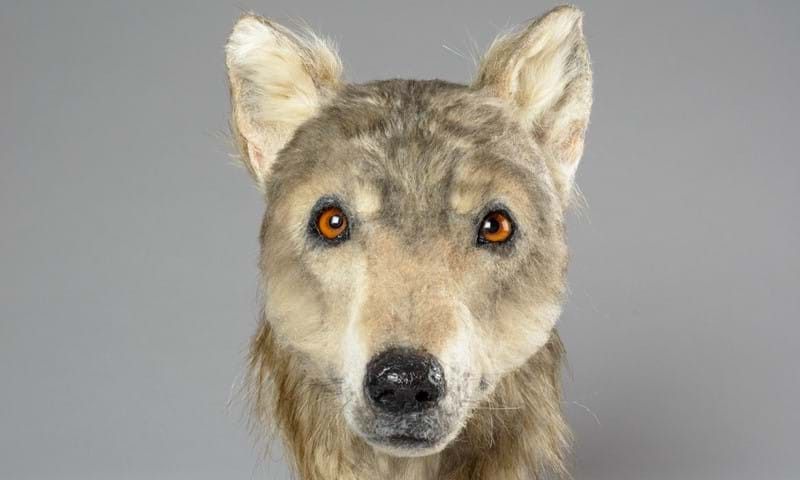 Egy 4500 éve a mai Skócia területén élt kutya 2019-es rekonstrukciója