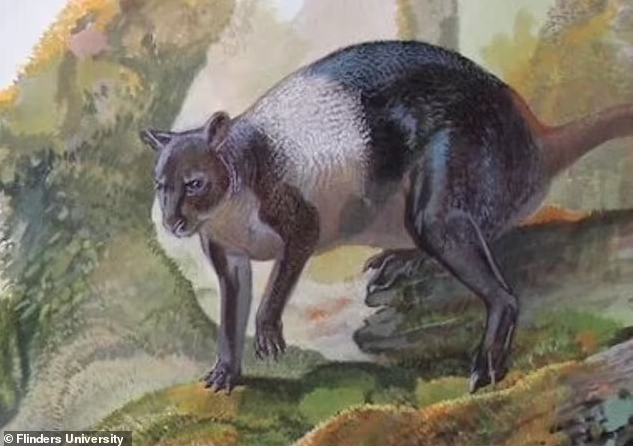 Rekonstruáltak egy 50 ezer éves őskengurut, amelynek nincs sok köze az Ausztráliában ma élő fajokhoz