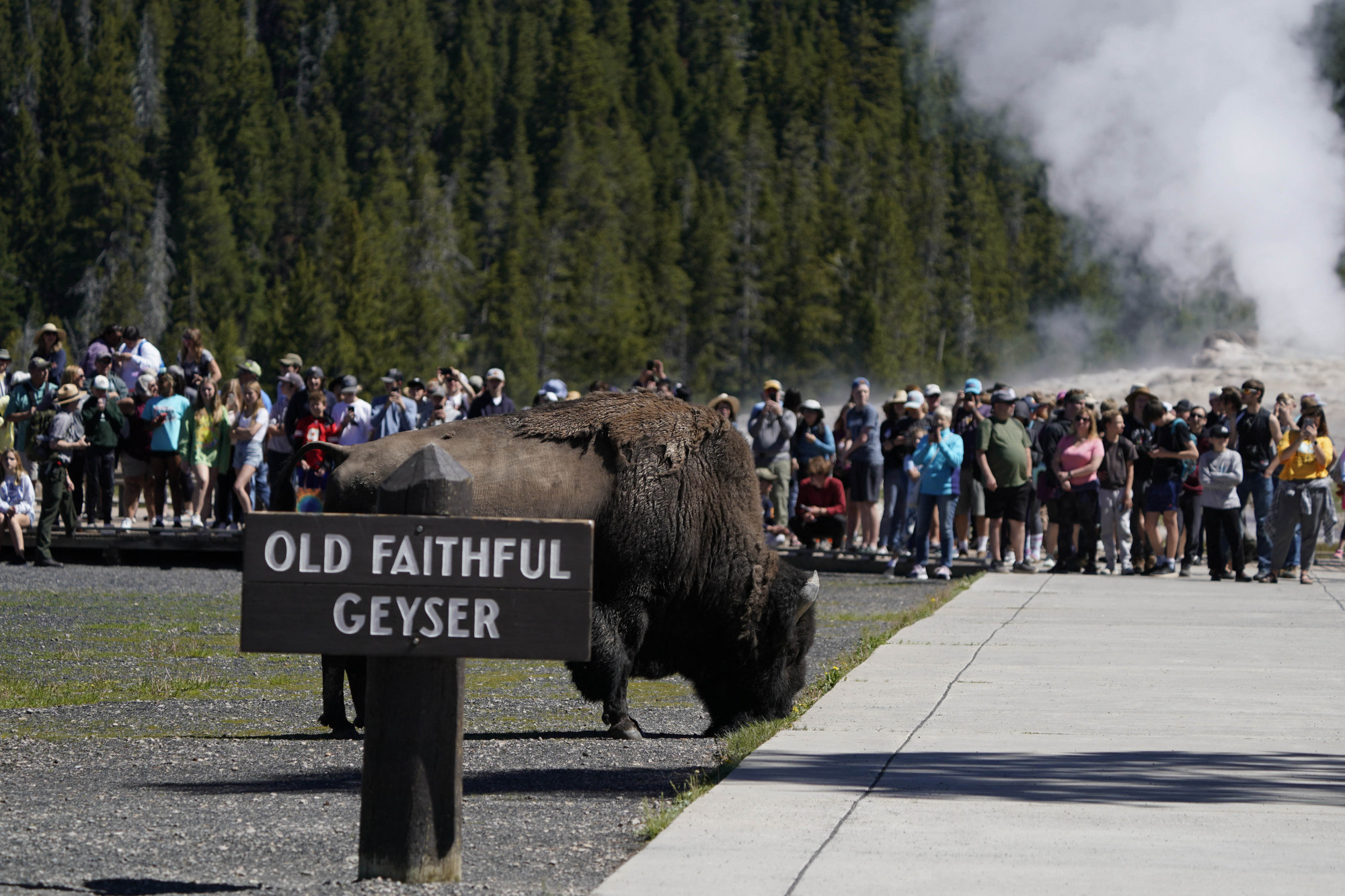 Két embert is megtámadtak a bölények a héten a Yellowstone parkban