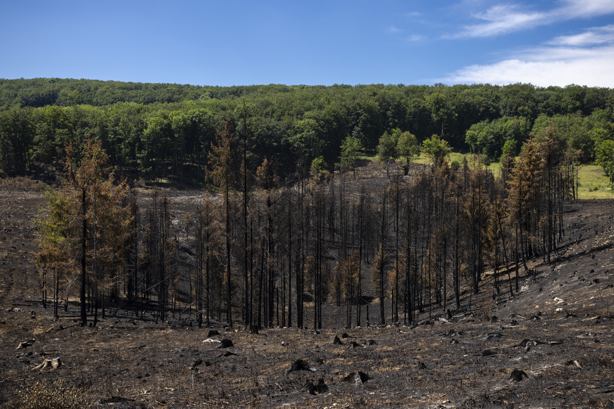 Évtizedekig fog tartani, amíg helyreáll a leégett erdő a Bükkben