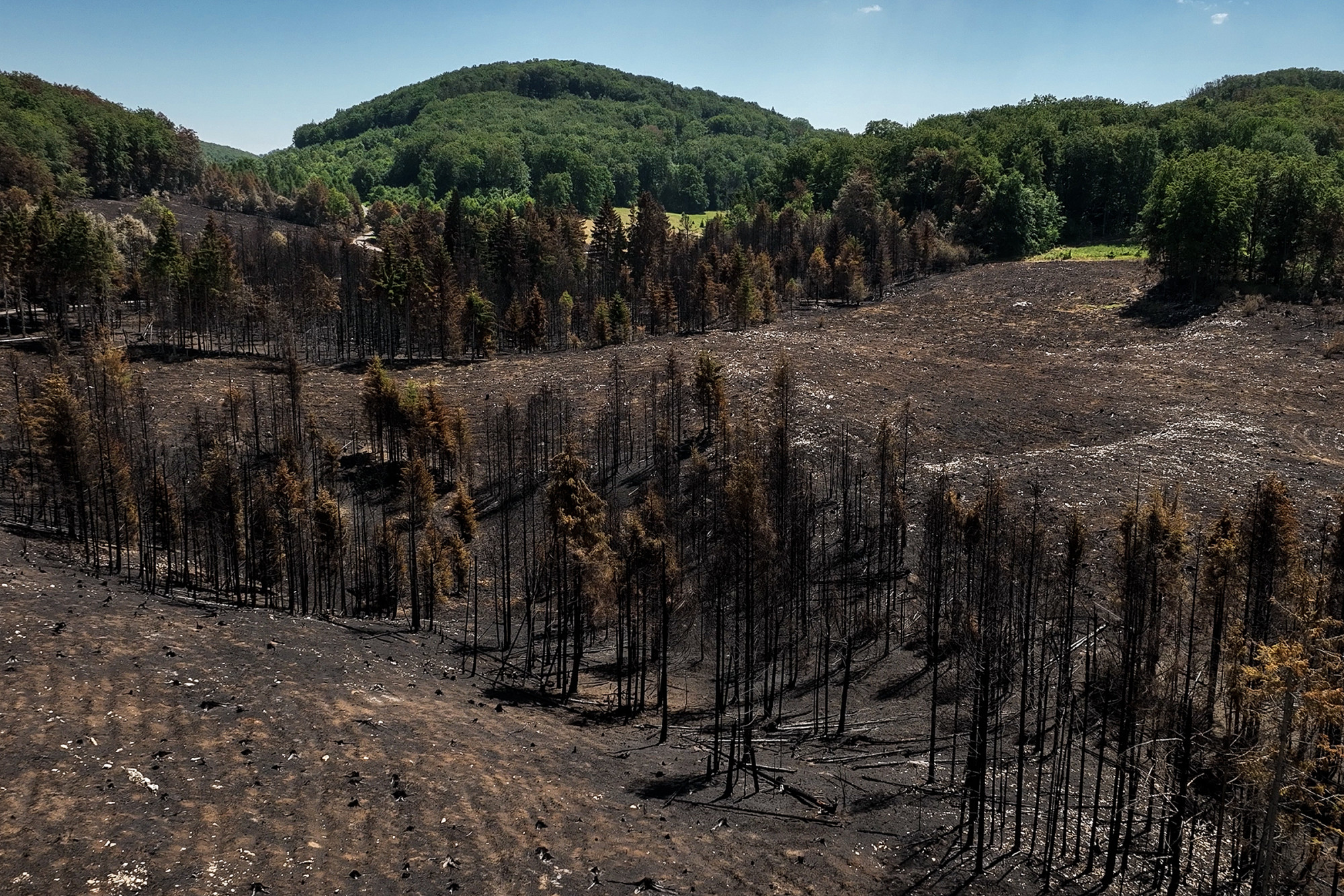 Őshonos fákat telepítenek a leégett fenyves helyére a Bükkben