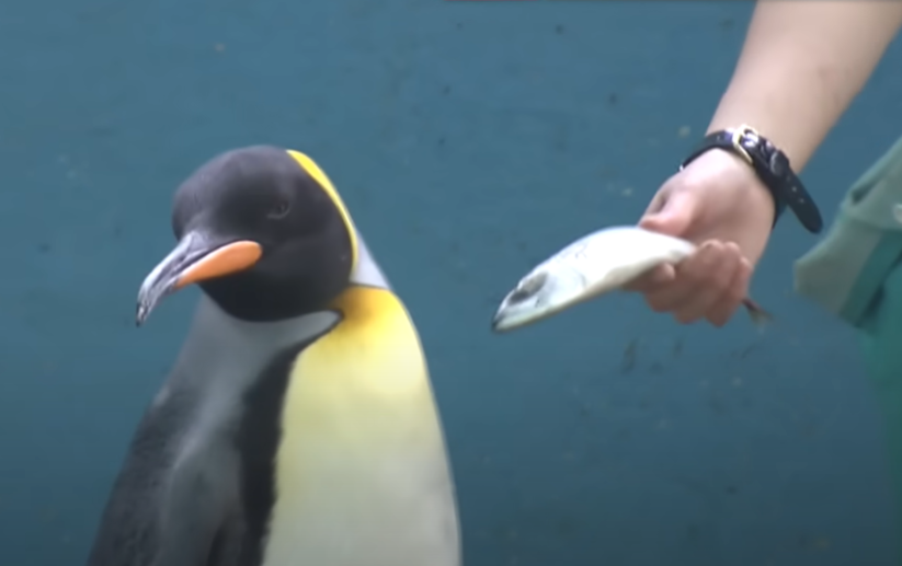 Az infláció miatt olcsóbb halat kapnak Japánban a pingvinek, de nem kérik