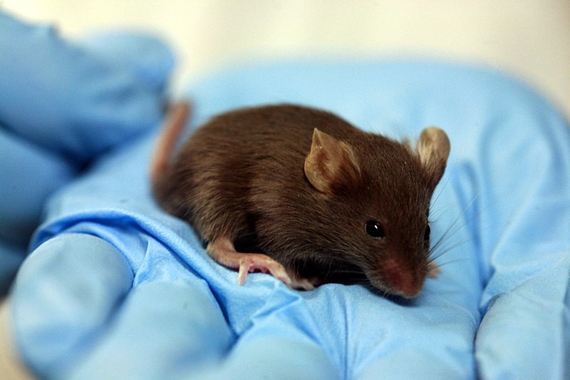 Először sikerült egereket klónozni fagyasztva szárított szomatikus sejtekből