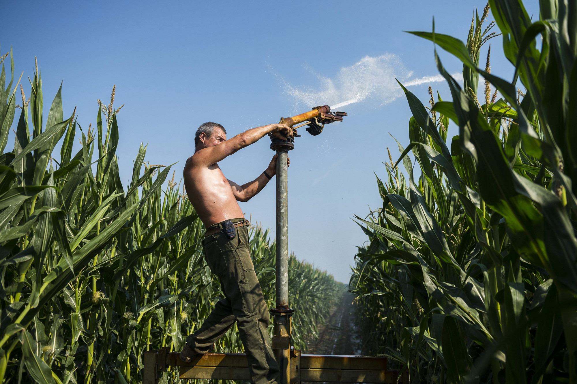 Szántóföldi öntözés az ófehértói kukoricásban 2015. július 6-án