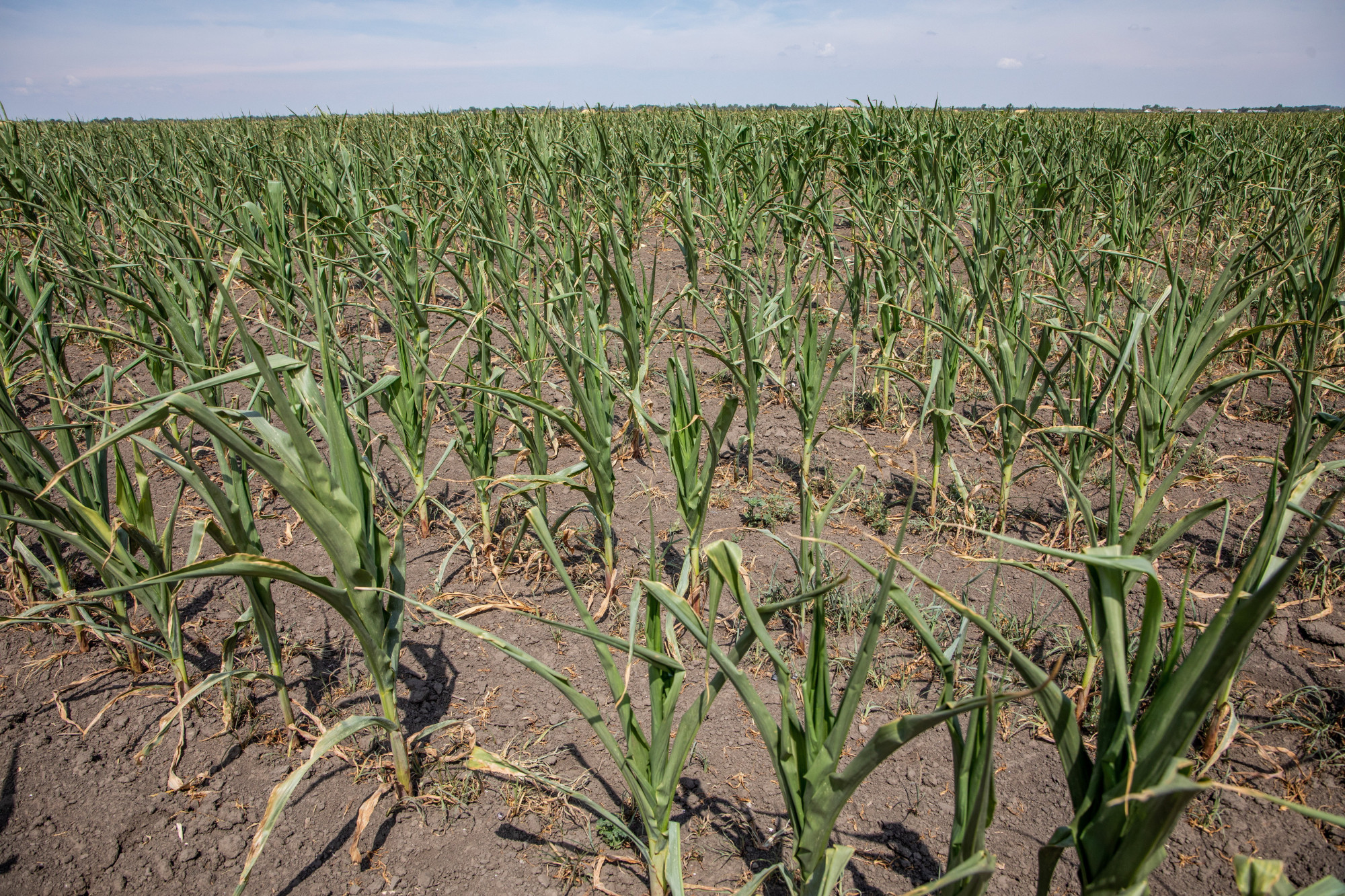 A szárazság miatt kevés a kukorica, Ukrajnából importáljuk