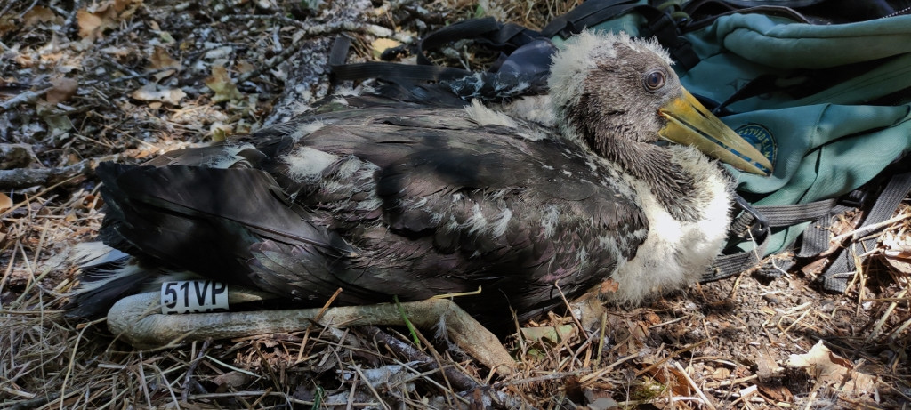 A fekete gólyákat is elérte a demográfiai válság: az aszály miatt a Tisza hullámtéri erdeiben a 16 fészekből csak 2-ben költöttek