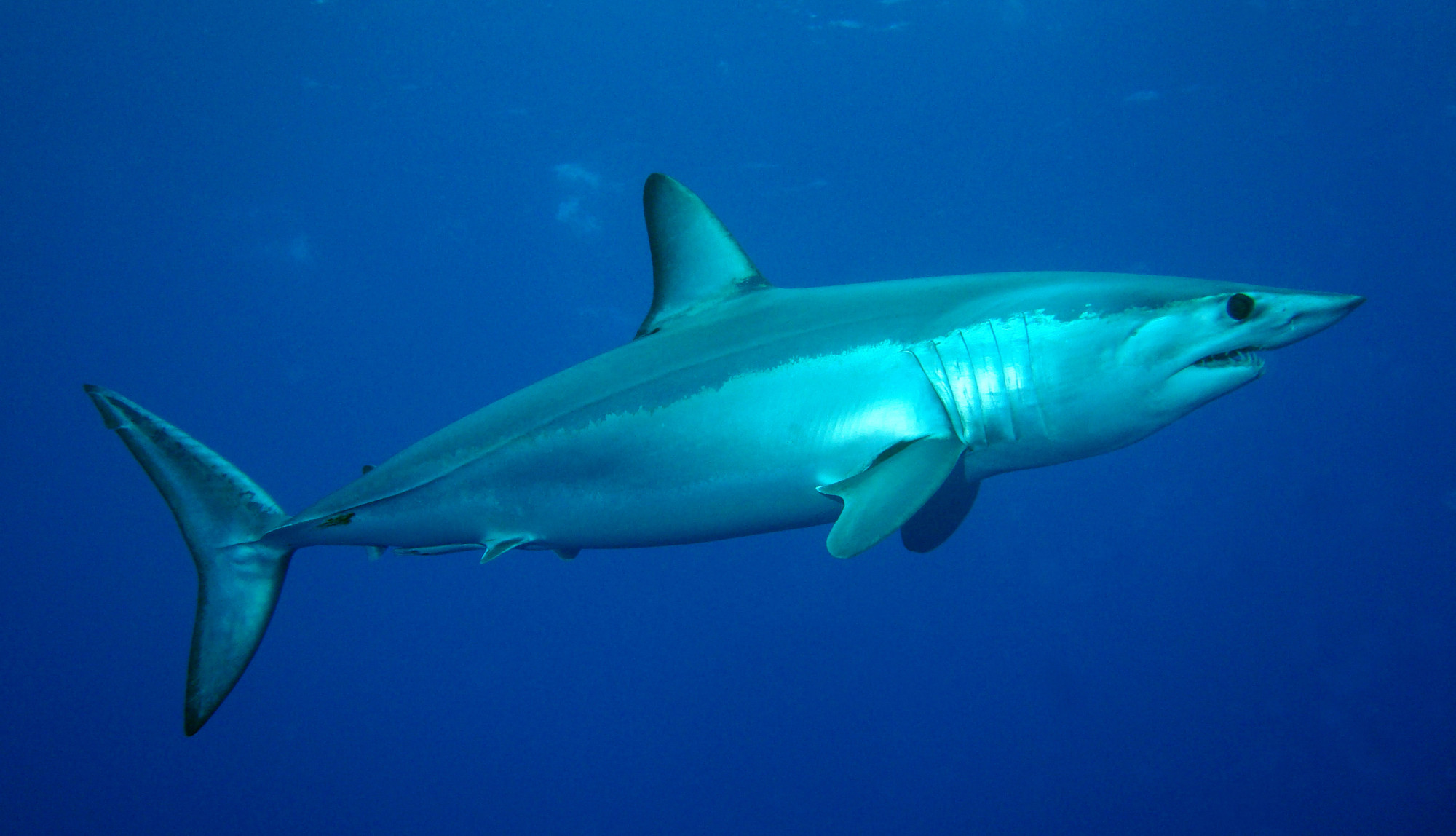 Tele van az Adria cápákkal, de aggodalomra csak néhány faj ad okot