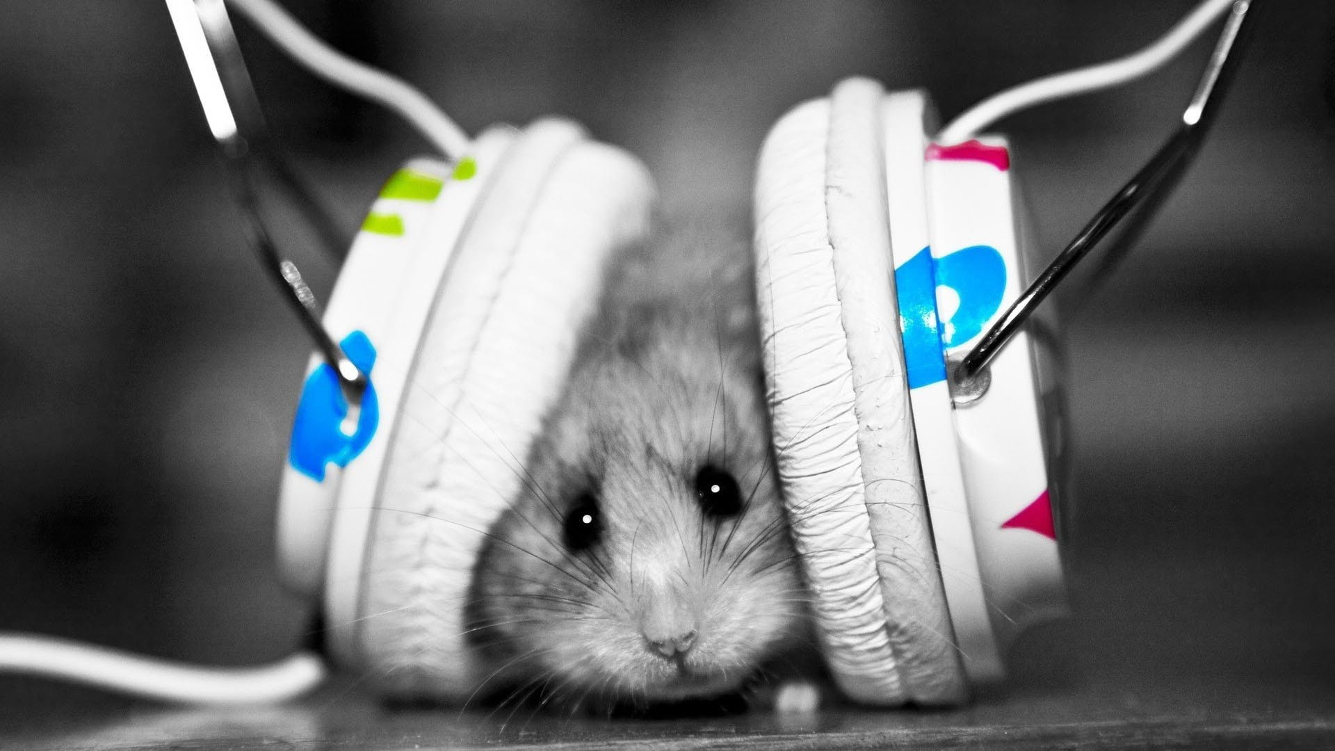 A fülbemászó dallamok fájdalomcsillapító hatása nem illúzió, egereknél már sikerült tisztázni az egész neurobiológiai folyamatot