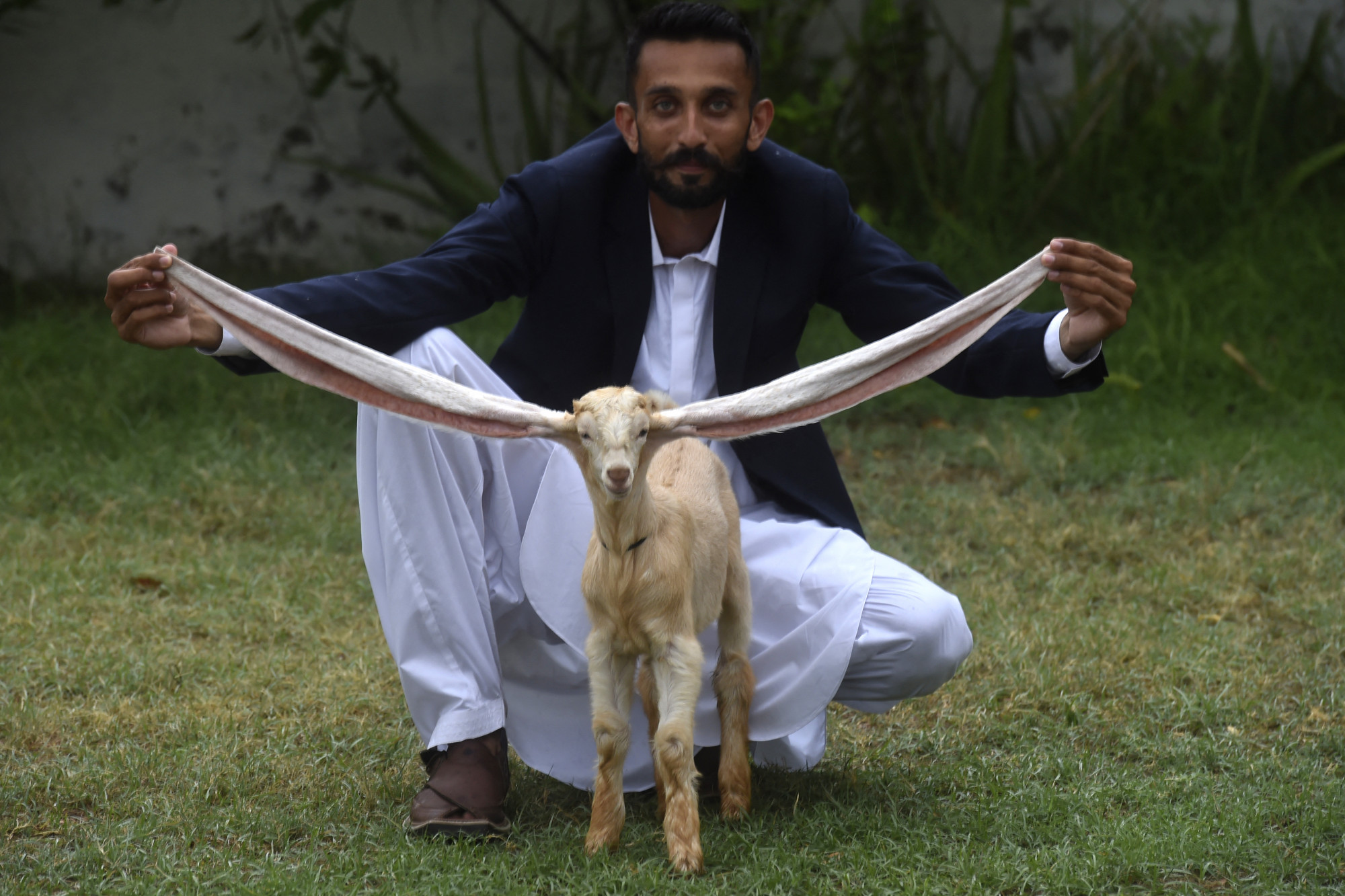 Médiasztár lett Pakisztánban az óriásfülű kecske
