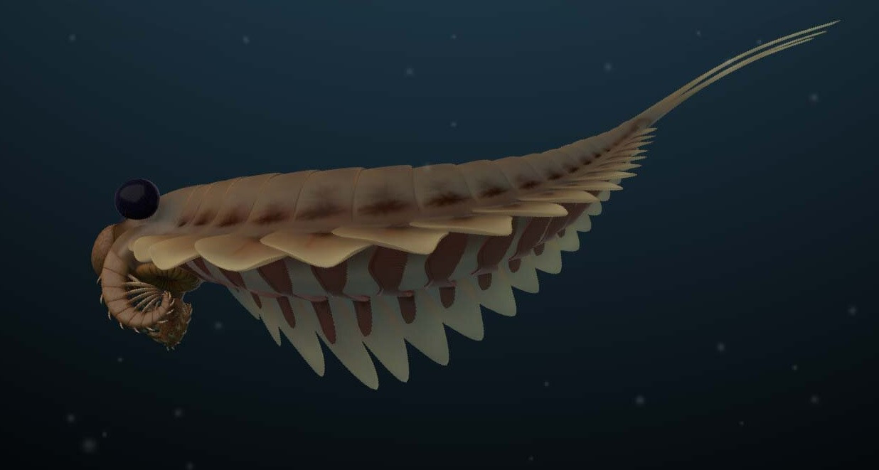 Bámulatos épségű leletek alapján sikerült rekonstruálni a félmilliárd éves háromszemű tengeri ragadozót
