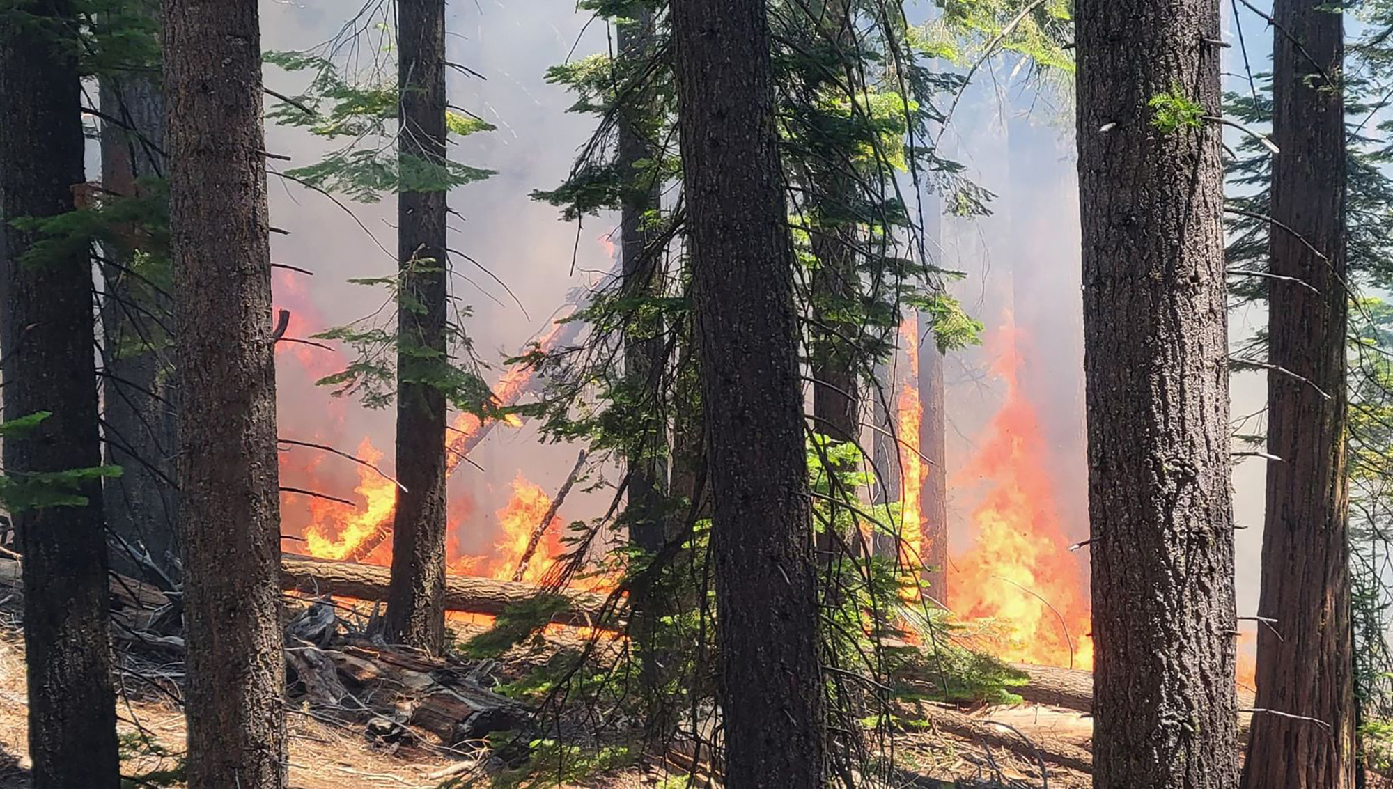 Erdőtűz fenyegeti a Yosemite Nemzeti Park óriás mamutfenyőit, a világ legnagyobb fáit