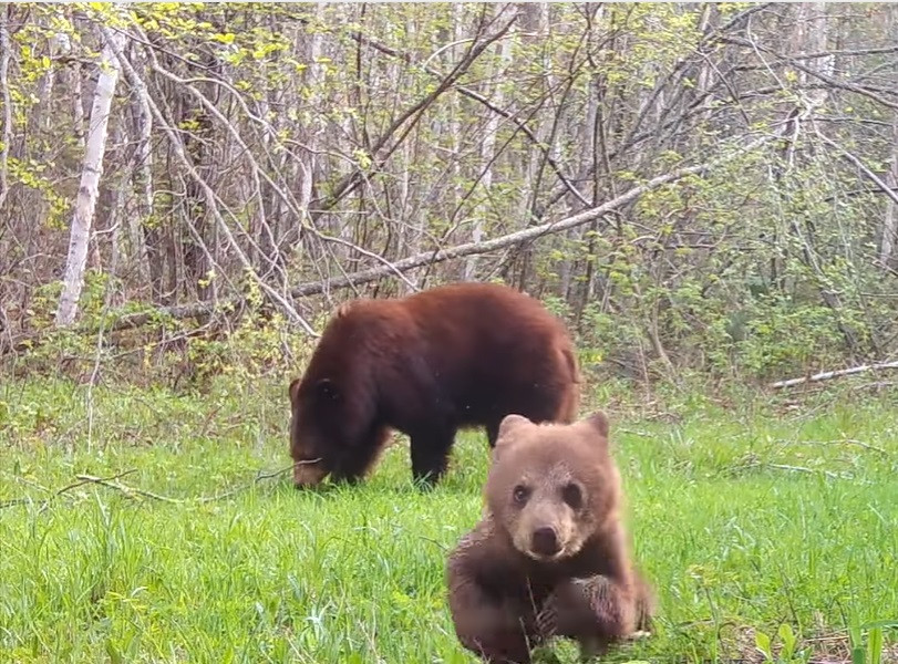 Nem bírta tovább idegekkel a medvebocs, hogy az erdőben is kamerák figyelik