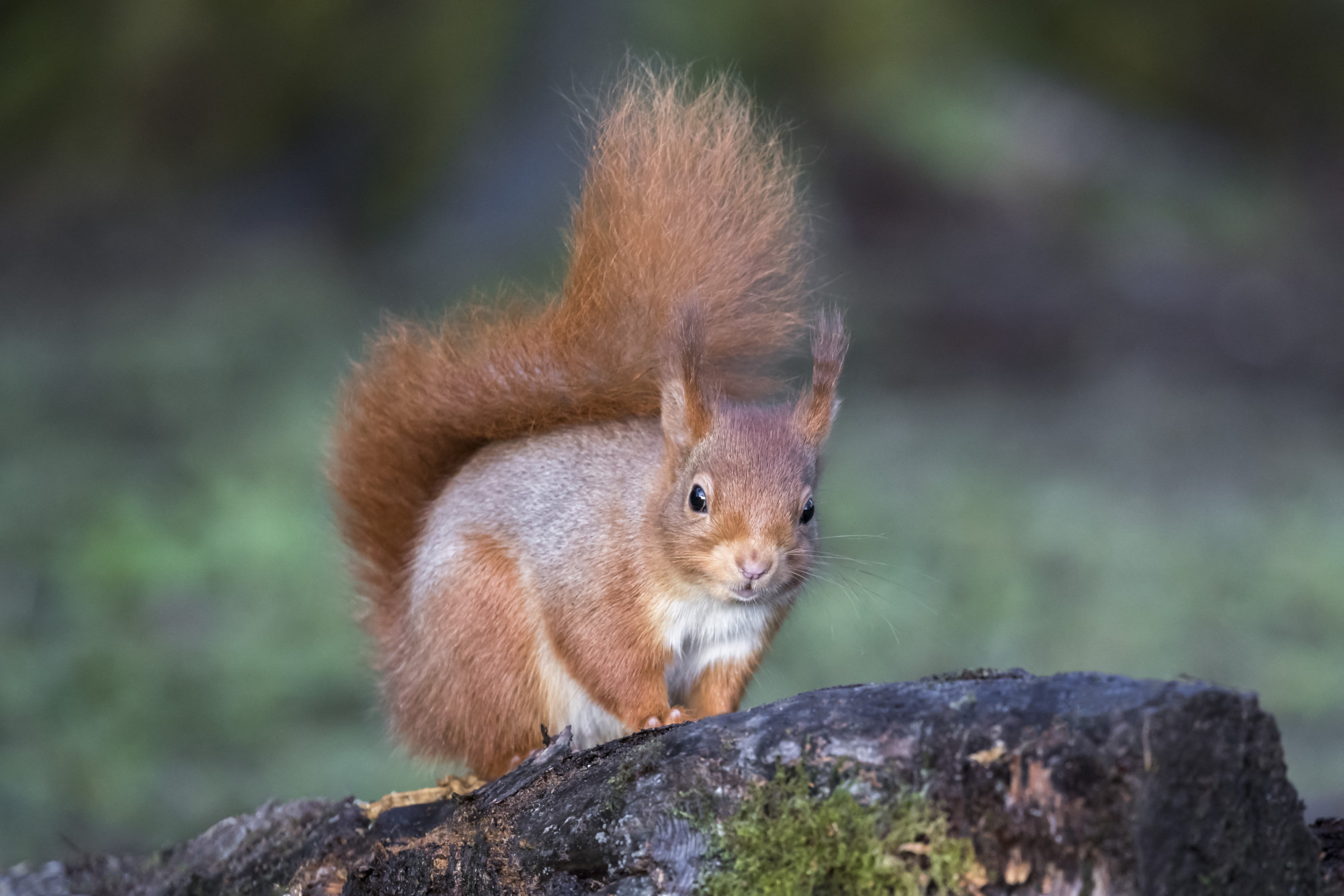 Európai mókus a skóciai Eskrigg Természetvédelmi Területen
