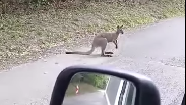 Most a Börzsönyben filmeztek kengurut