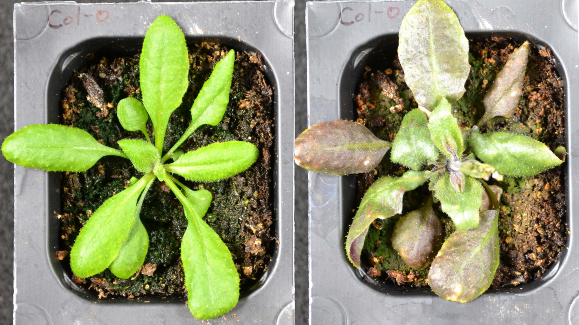 A növények saját előállítású aszpirinnel küzdenek meg a környezeti stresszel