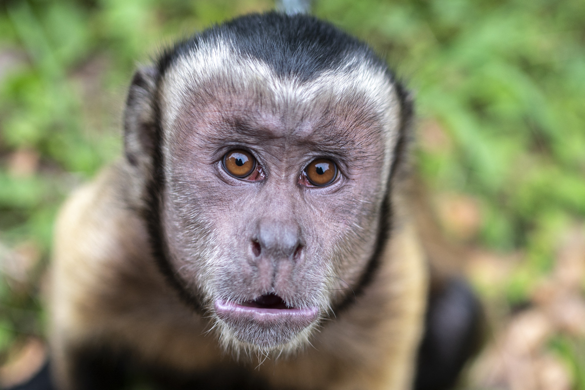 Emberekre támadó majmot keresnek Japánban