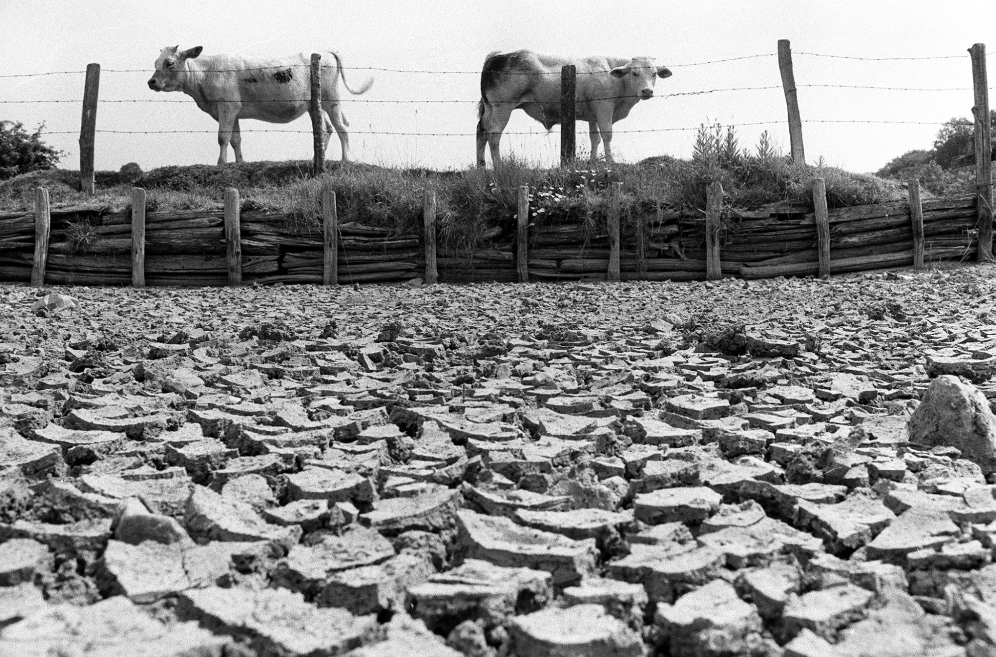 A hőségtől elpusztult tehenek ezreit dobták a szemétdombra Kansasban
