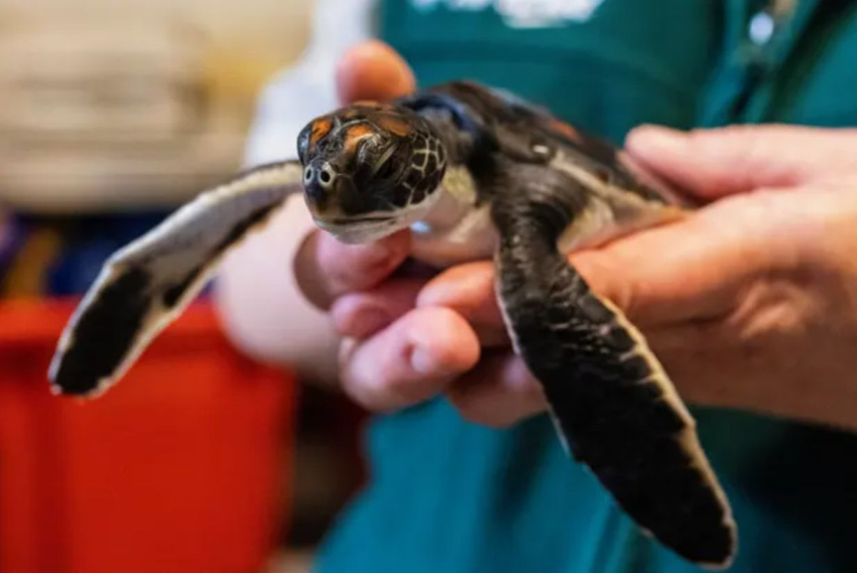 Hat napon át "színtiszta műanyagot" kakilt egy újszülött tengeri teknős