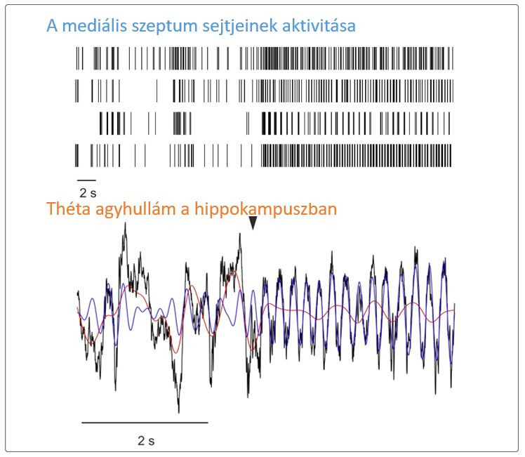 A mediális szeptum sejtjeinek aktivitása és a théta agyhullám a hippokampuszban