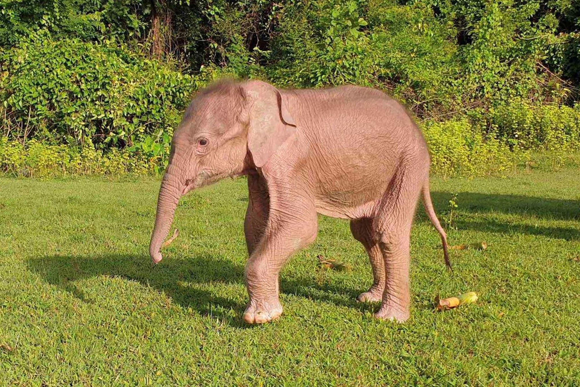 Ritka fehér elefánt született Mianmarban