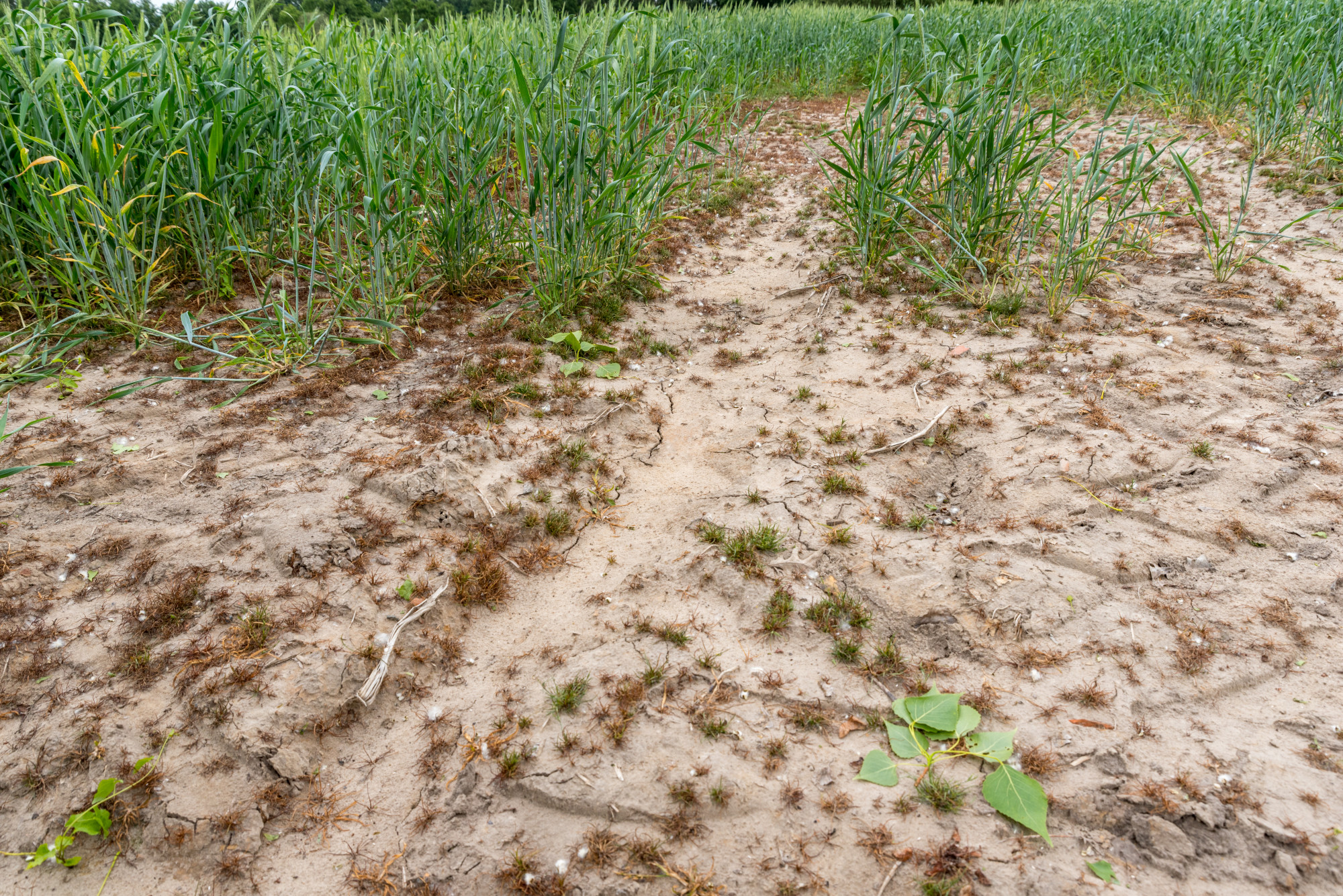 A tavaszi csapadékhiány és a talajszárazság miatt silány búzavetés 2020 májusában Belgiumban