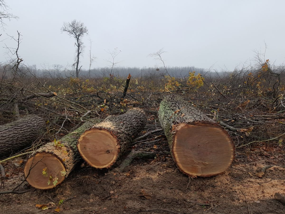 A jövő nemzedékek jogait is korlátozhatja, ha a tűzifarendelet miatt bajuk esik a védett magyar erdőknek