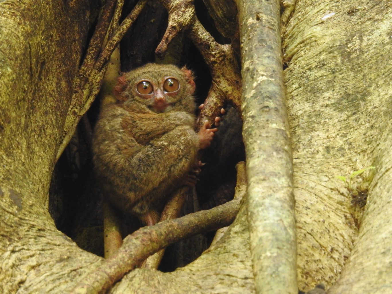 A Yoda mestert idéző celebeszi Gurskykoboldmakik virtuóz duettjeit