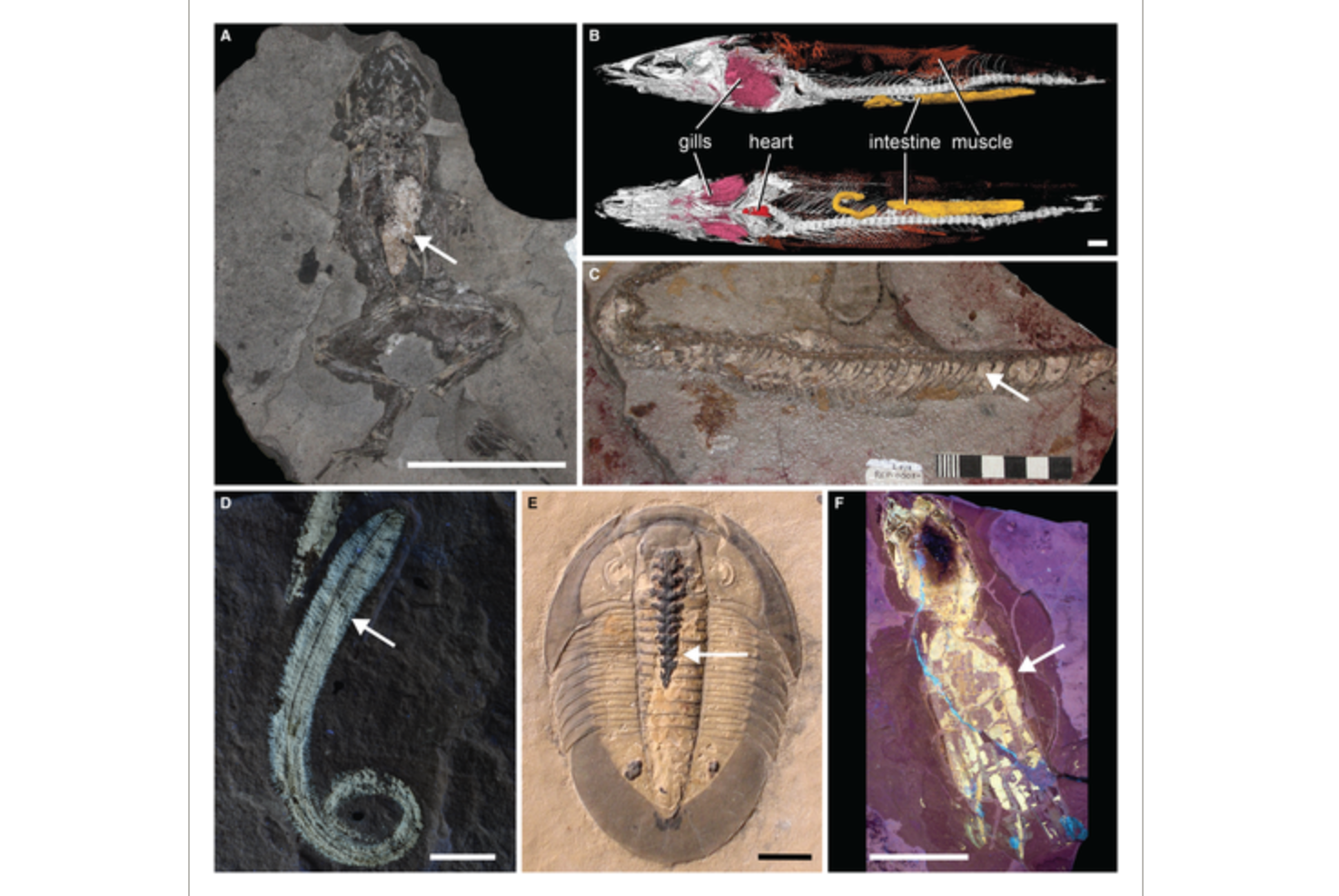70 napig rohasztottak tengeri sügéreket, kiderítették, hogy keletkeznek a fosszíliák