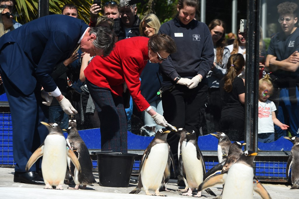 Megölték Mrs. Wolowitzot, az edinburghi állatkert legöregebb pingvinjét