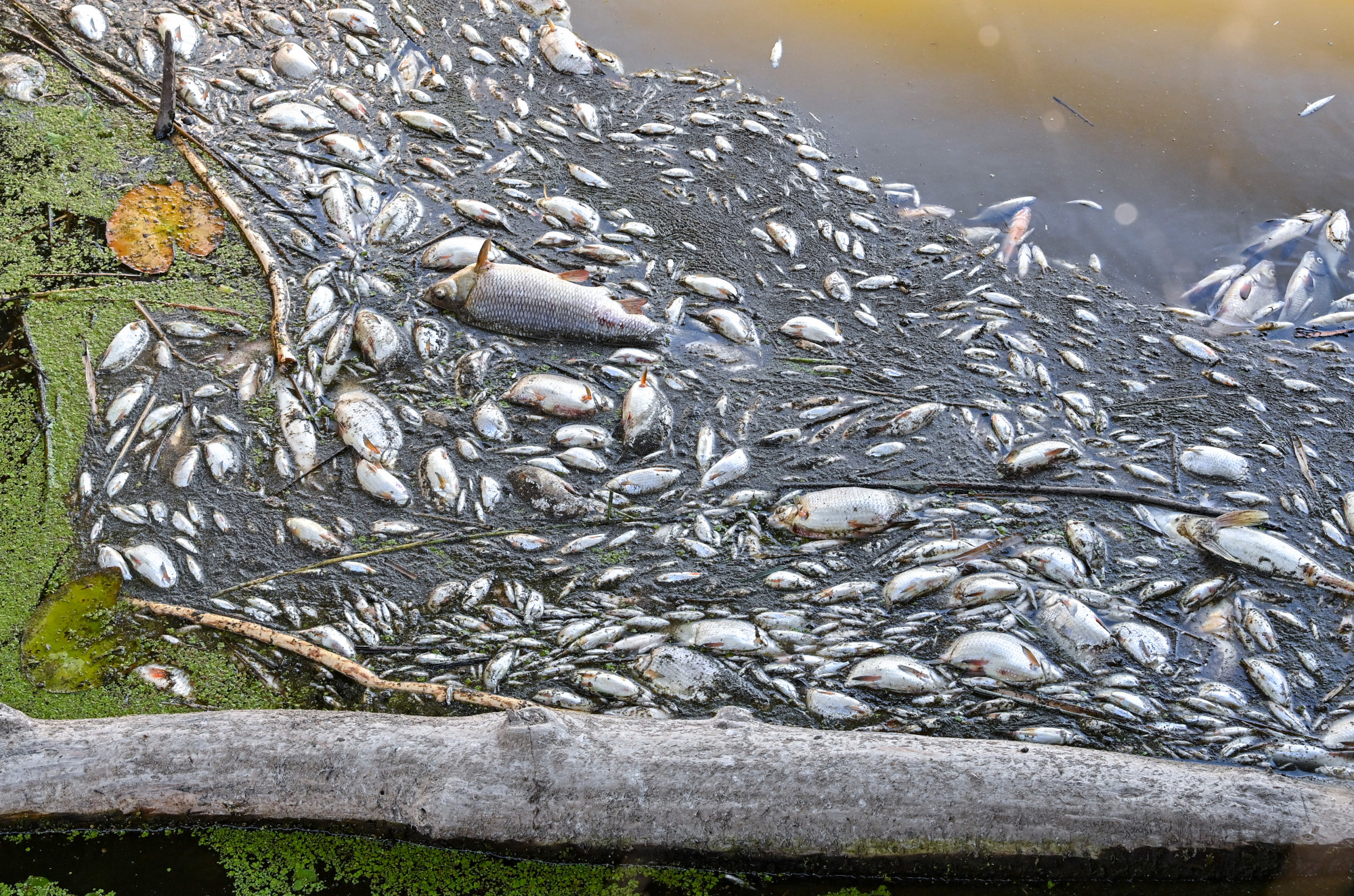 Tömegesen pusztulnak a halak az Odera folyóban, a lengyel kormány már a hadsereget is bevetette