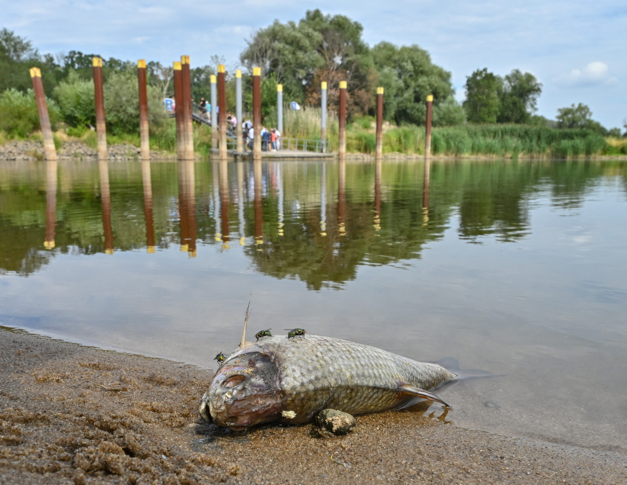 Továbbra is rejtély a halpusztulás oka az Odera folyóban, a vegyszereket kizárták