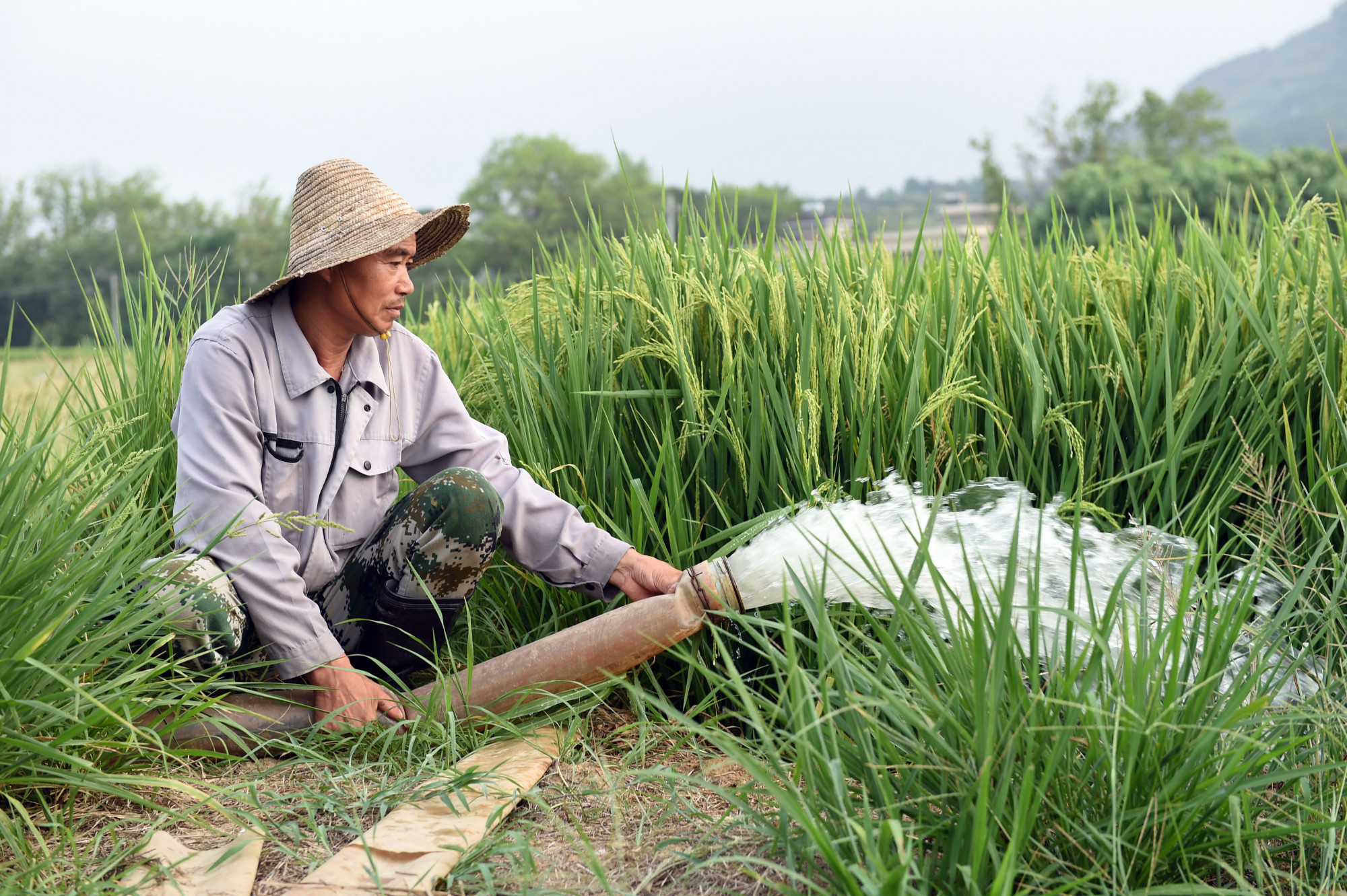 Egy farmer a Jangce folyóból szivattyúzza az öntözésre szánt vizet a délkeleti Anhuj tartomány Vuhu városában